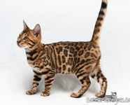 Bengal Kitten Zucht